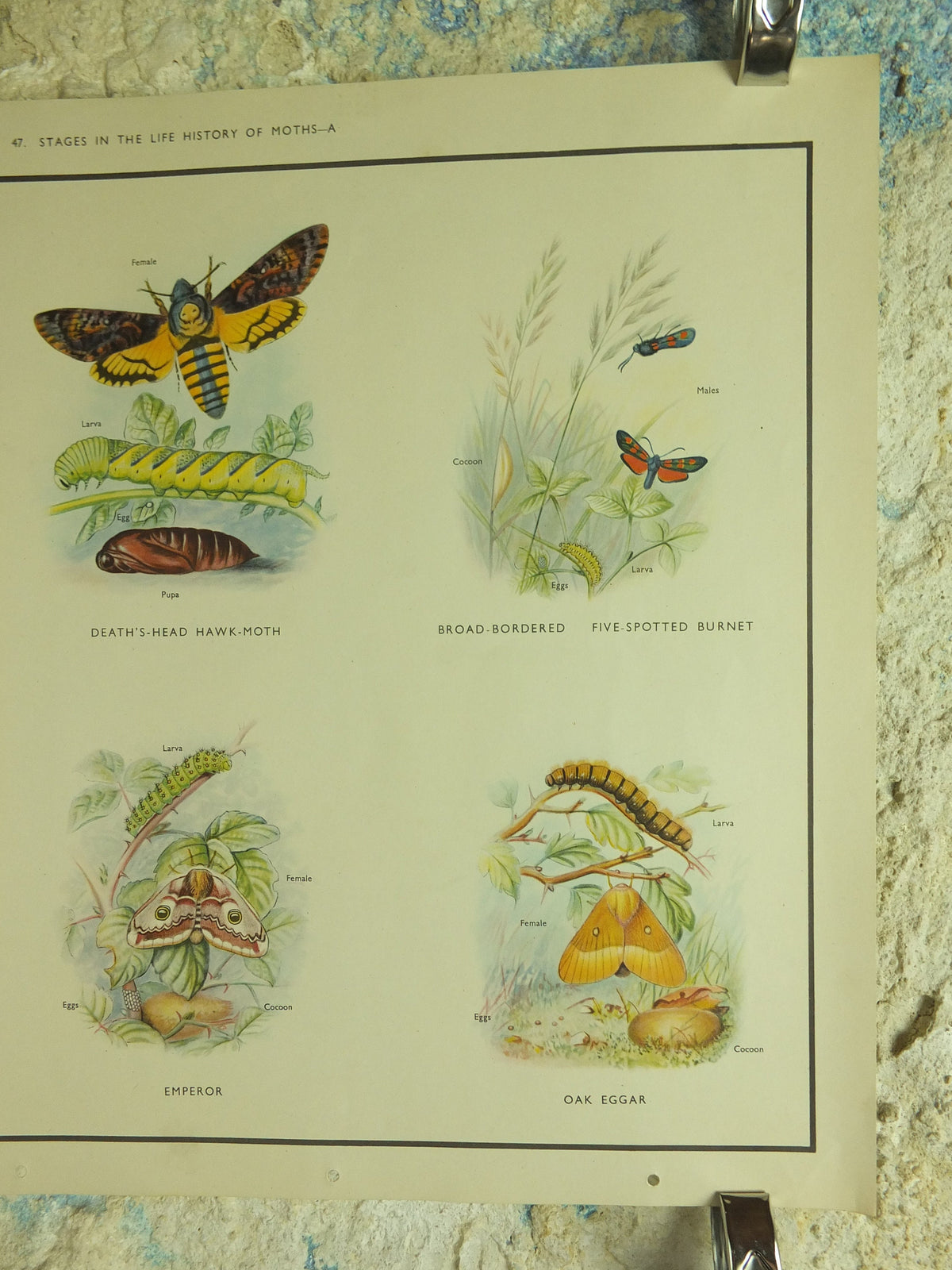 Original Vintage Macmillan Moths Nature Educational Poster Cinnebar Emperor Oak Eggar Broad Boardered Hawk print wall art 1950s