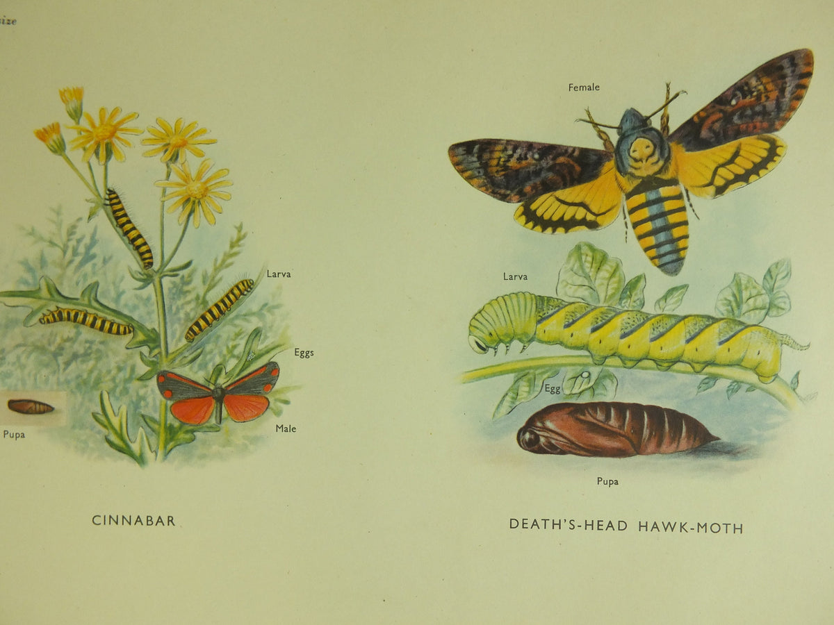 Original Vintage Macmillan Moths Nature Educational Poster Cinnebar Emperor Oak Eggar Broad Boardered Hawk print wall art 1950s
