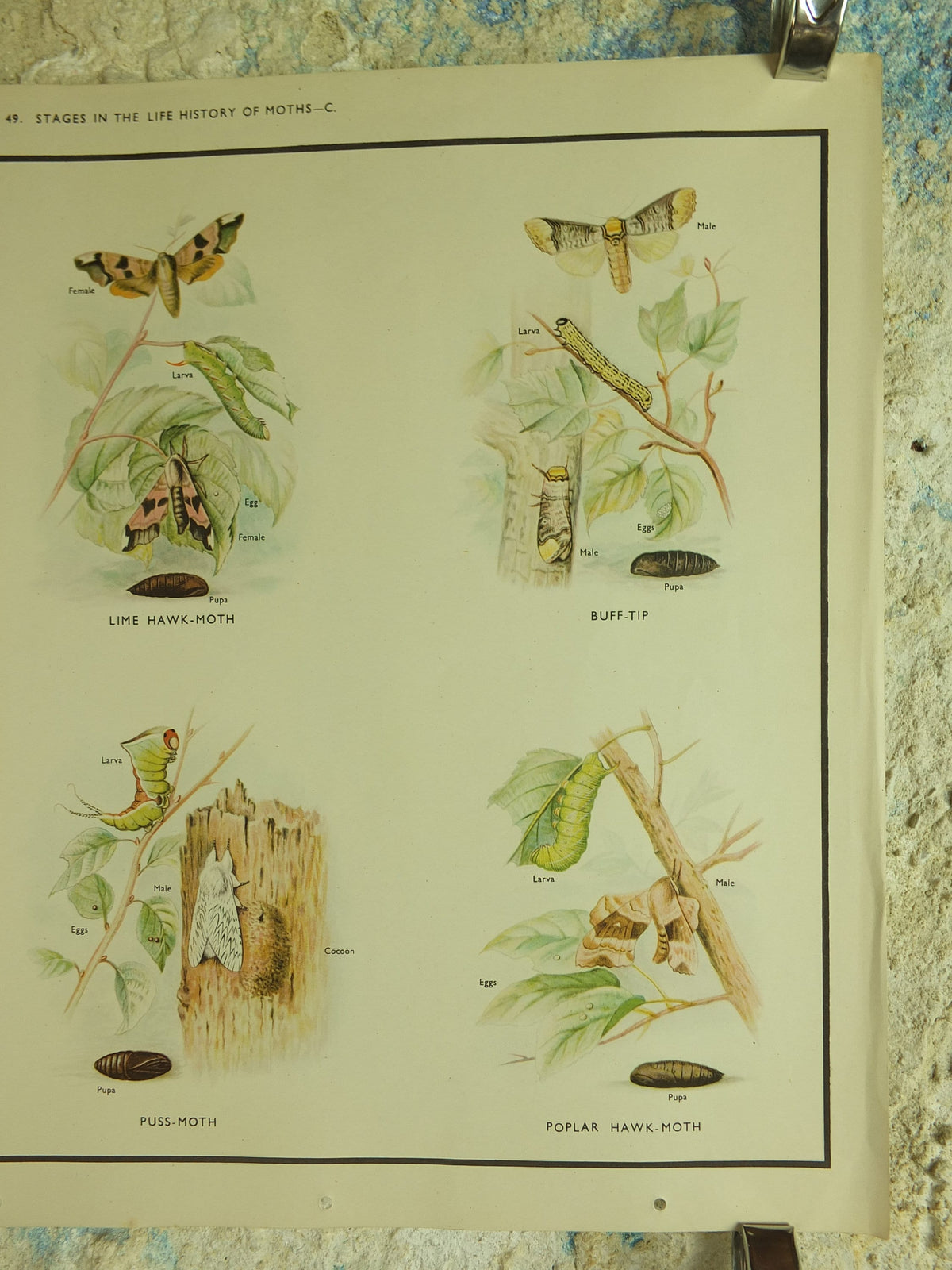 Original Vintage Macmillan Moths Nature Educational Poster Goat Lime Hawk Buff Tip Red Underwing Puss Poplar Hawk print wall art 1950s