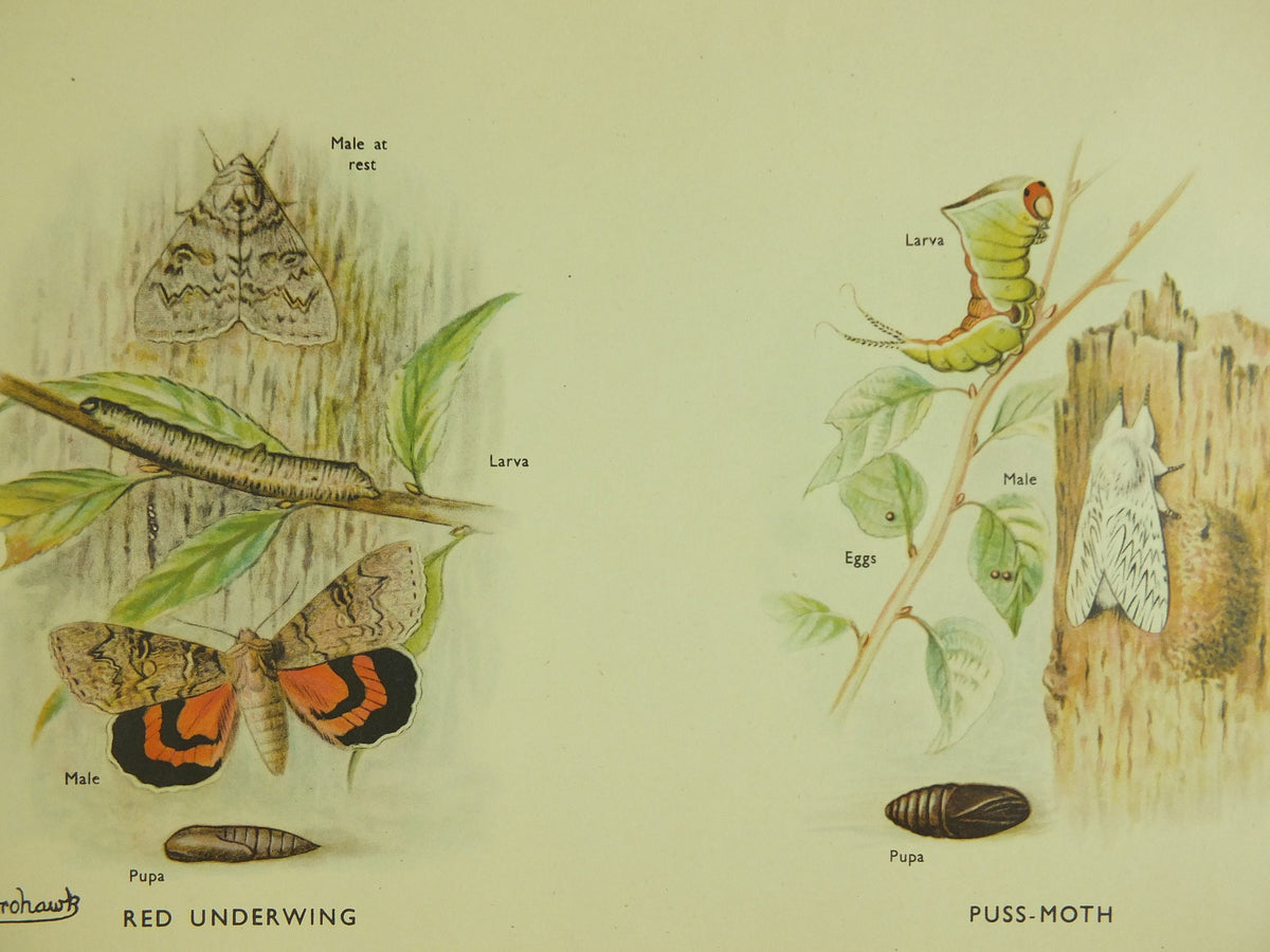 Original Vintage Macmillan Moths Nature Educational Poster Goat Lime Hawk Buff Tip Red Underwing Puss Poplar Hawk print wall art 1950s