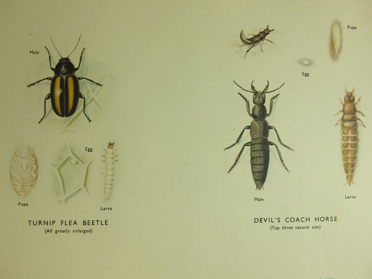 Original Vintage Macmillan Beetles Nature Educational Poster Click Beetle Stag Tiger devils coach horse cockchafer print wall art 1950s