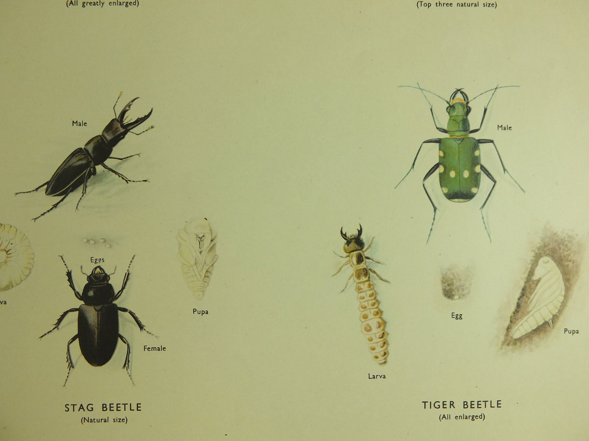 Original Vintage Macmillan Beetles Nature Educational Poster Click Beetle Stag Tiger devils coach horse cockchafer print wall art 1950s