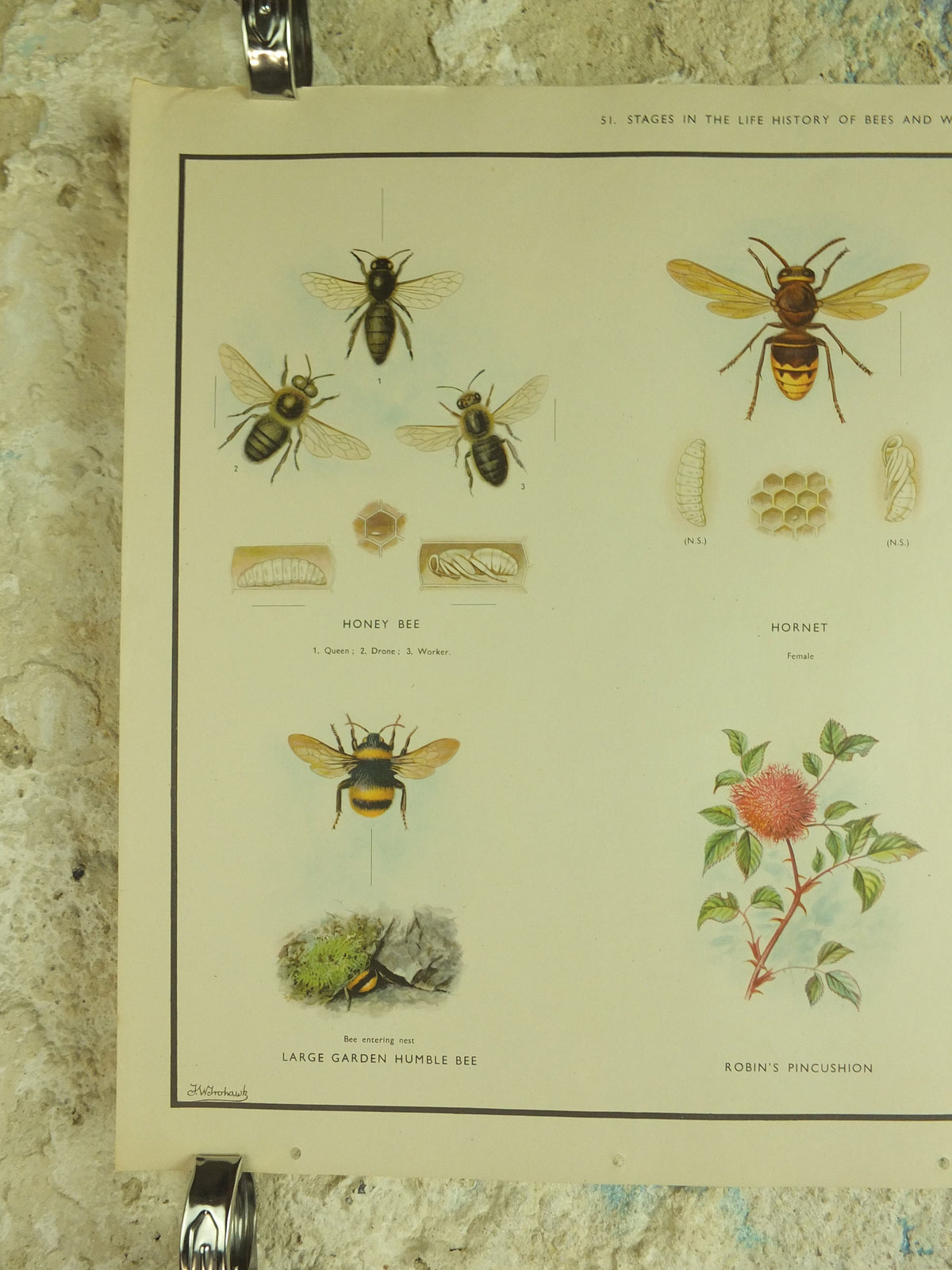 Original Vintage Macmillan Bees and Wasps Nature Educational Poster honey bee hornet wasp robins pincushion bees print wall art 1950s