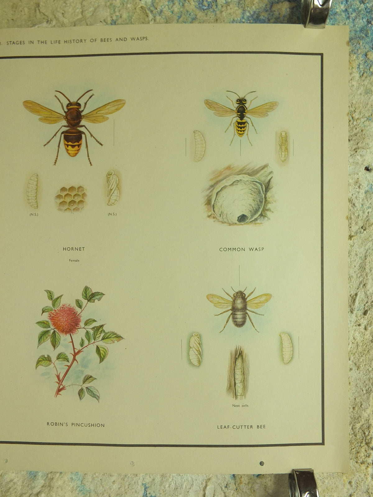 Original Vintage Macmillan Bees and Wasps Nature Educational Poster honey bee hornet wasp robins pincushion bees print wall art 1950s