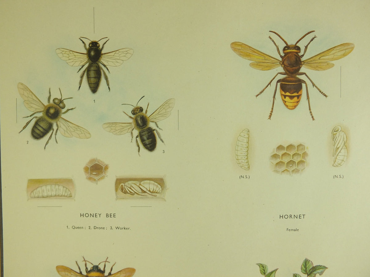Original Vintage Macmillan Bees and Wasps Nature Educational Poster honey bee hornet wasp robins pincushion bees print wall art 1950s