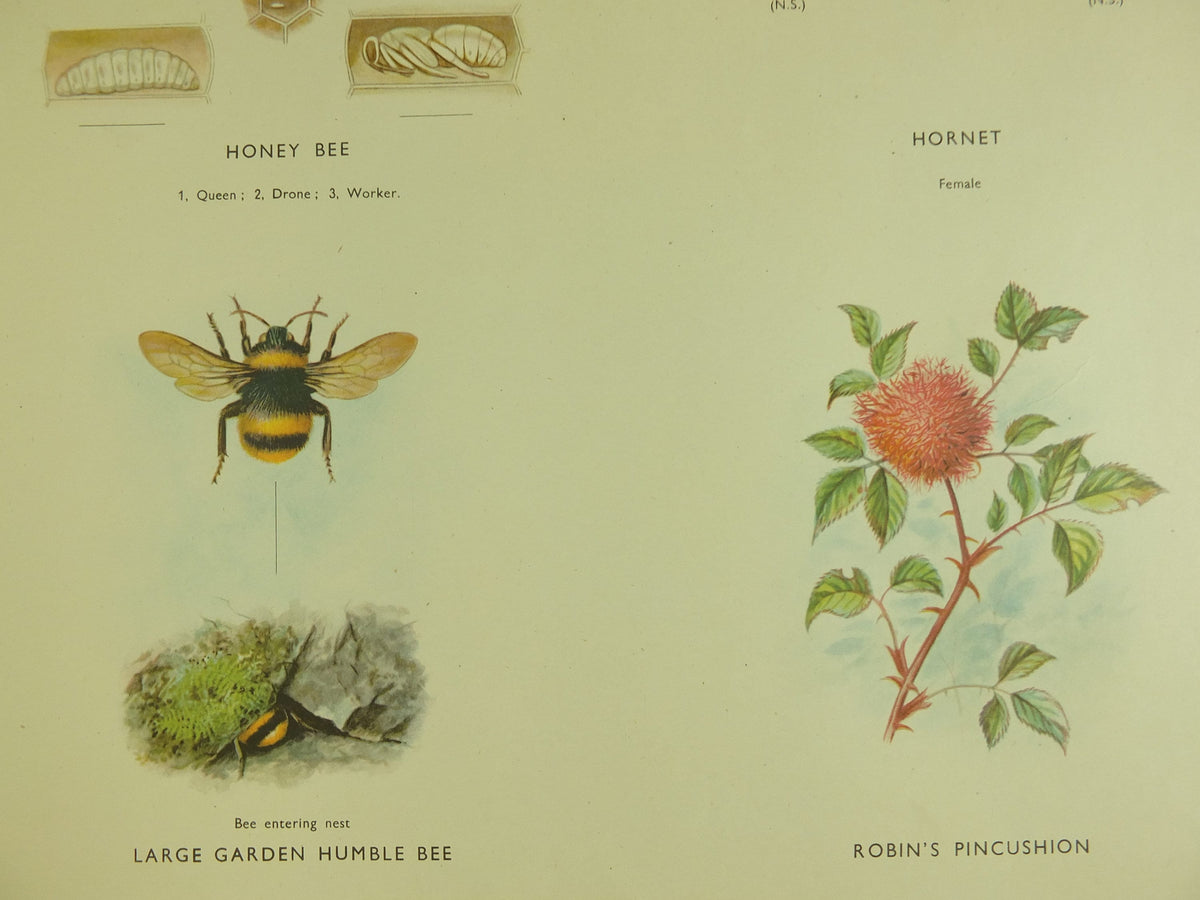 Original Vintage Macmillan Bees and Wasps Nature Educational Poster honey bee hornet wasp robins pincushion bees print wall art 1950s