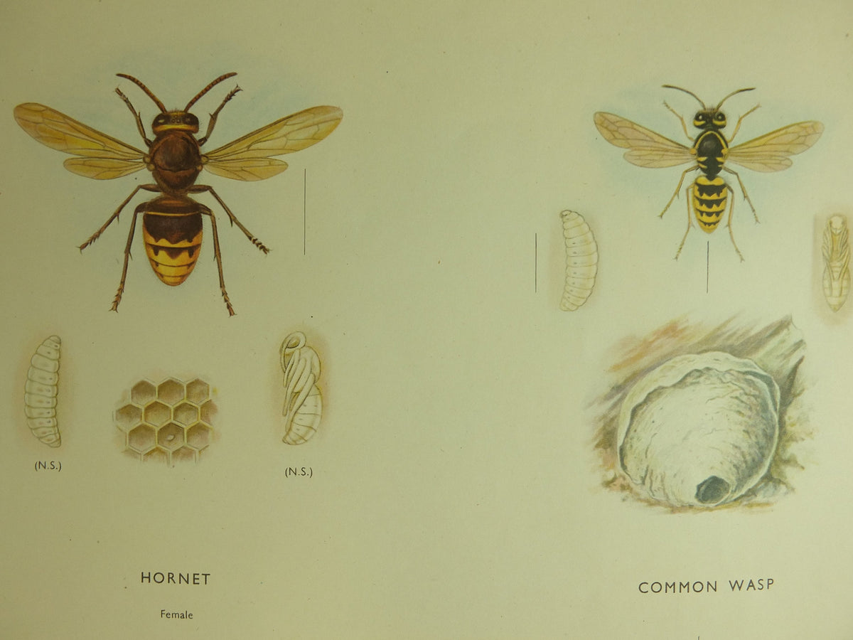 Original Vintage Macmillan Bees and Wasps Nature Educational Poster honey bee hornet wasp robins pincushion bees print wall art 1950s