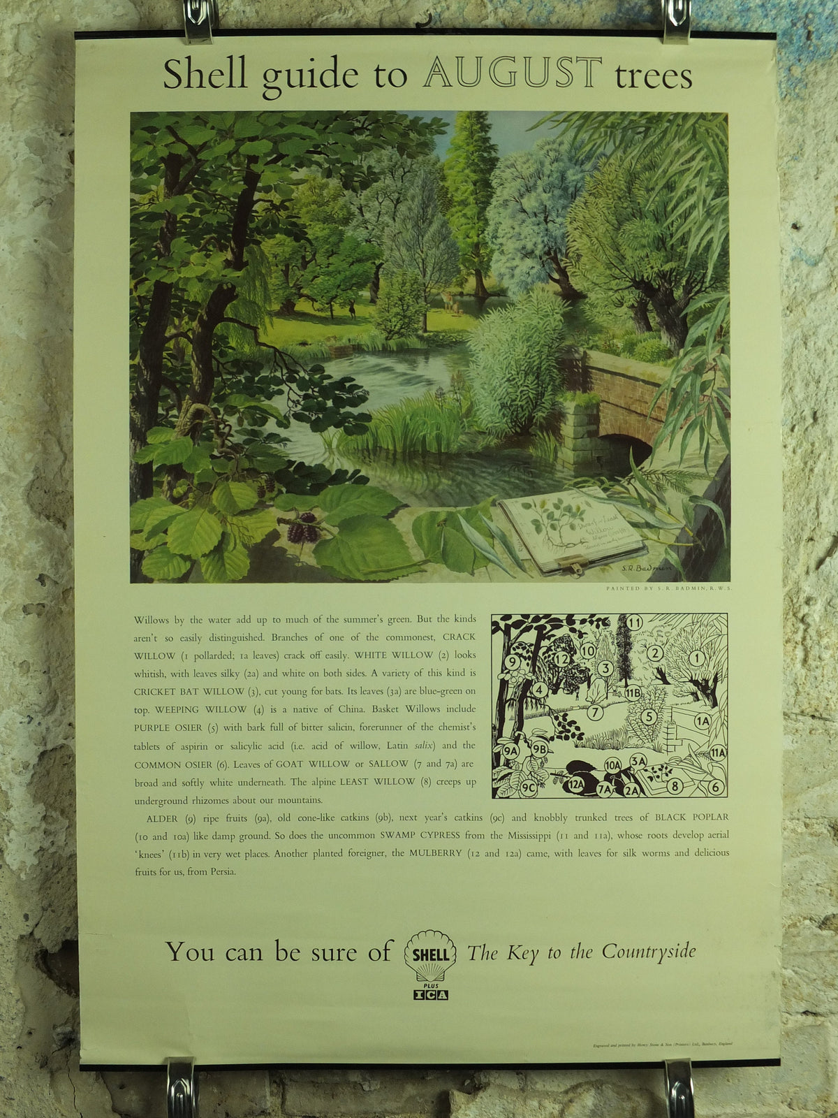 Vintage Shell Guide to August Trees Poster, botanical school education wall art by S.R. Badmin 1950s