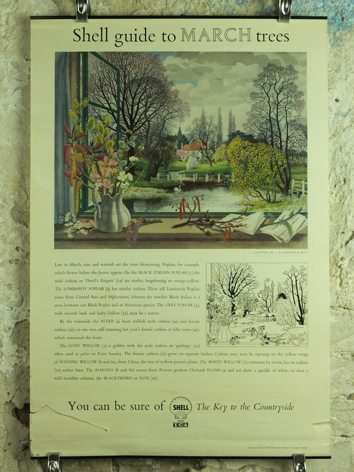 Vintage Shell Guide to March Trees Poster, botanical school education wall art by S.R. Badmin 1950s
