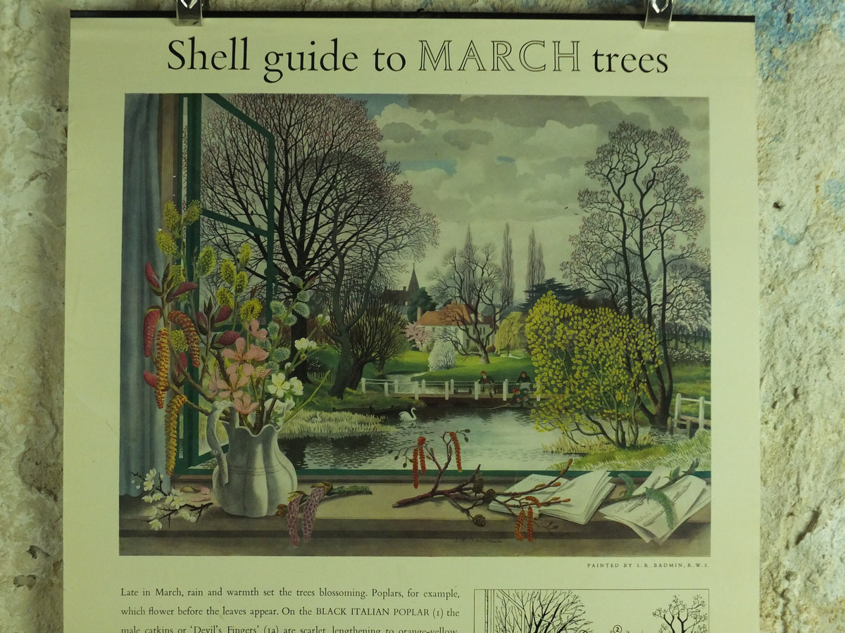 Vintage Shell Guide to March Trees Poster, botanical school education wall art by S.R. Badmin 1950s