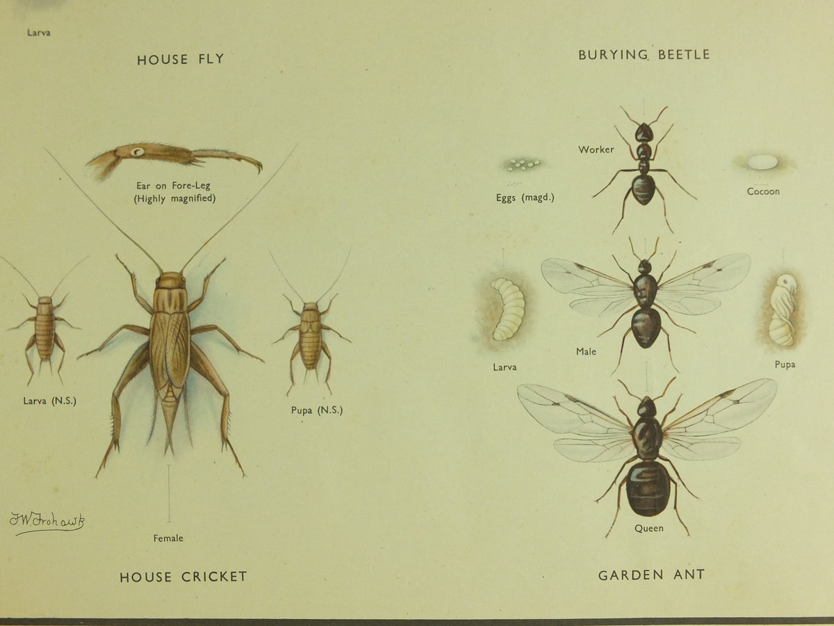 Original Vintage Macmillan Beetles Nature Educational Poster House fly silver fish house cricket ant cockroach print wall art 1950s
