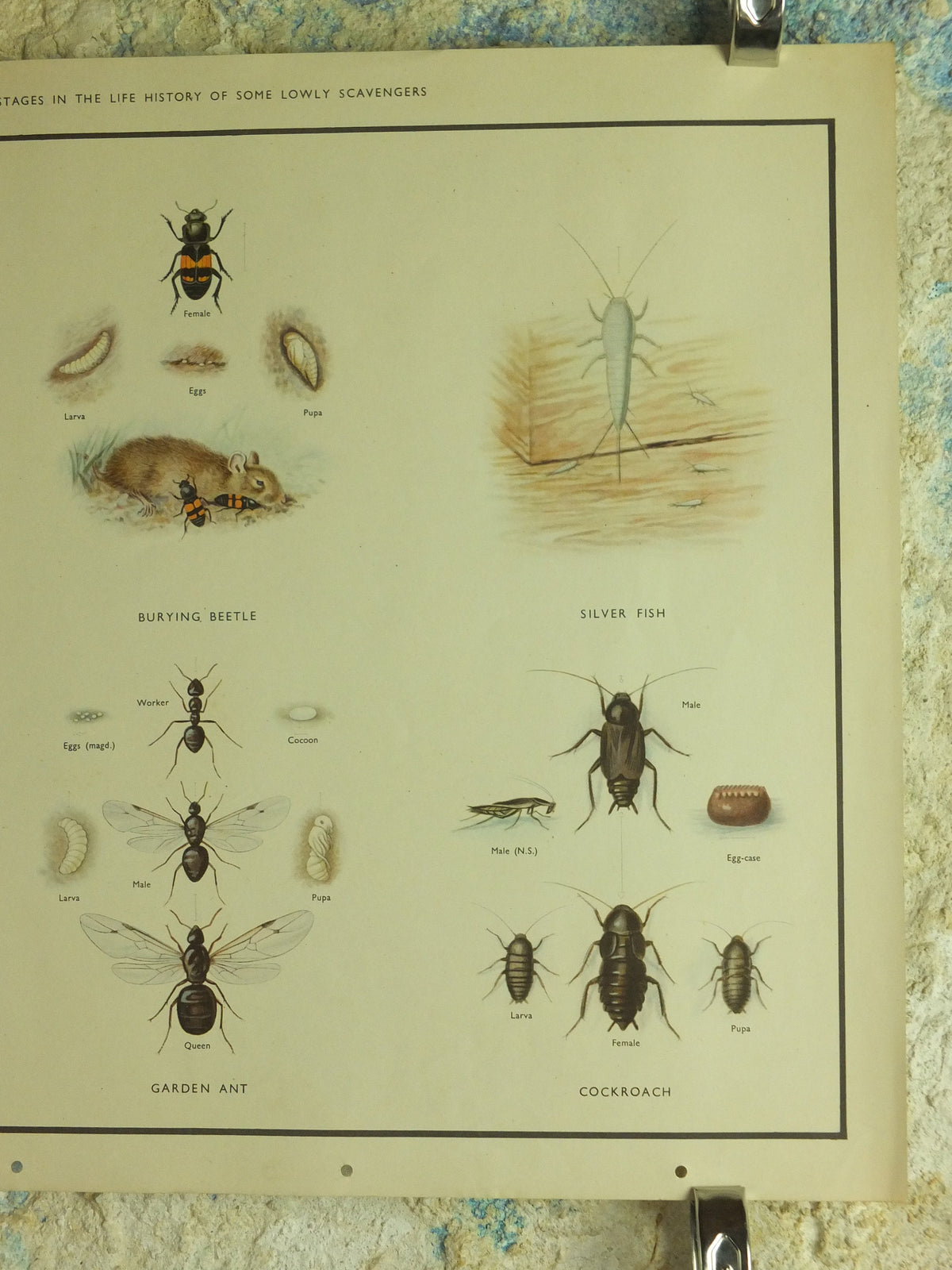 Original Vintage Macmillan Beetles Nature Educational Poster House fly silver fish house cricket ant cockroach print wall art 1950s