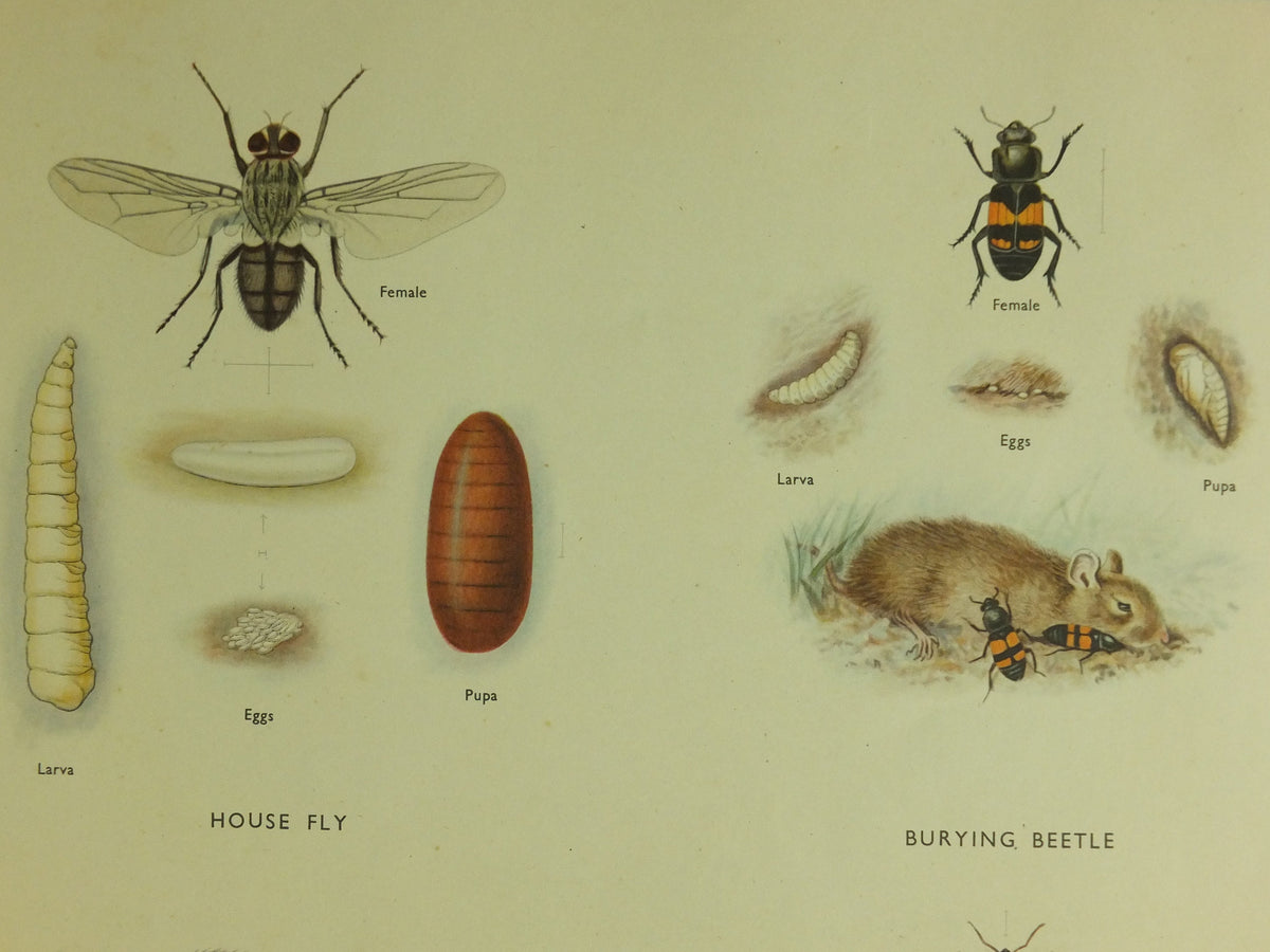 Original Vintage Macmillan Beetles Nature Educational Poster House fly silver fish house cricket ant cockroach print wall art 1950s