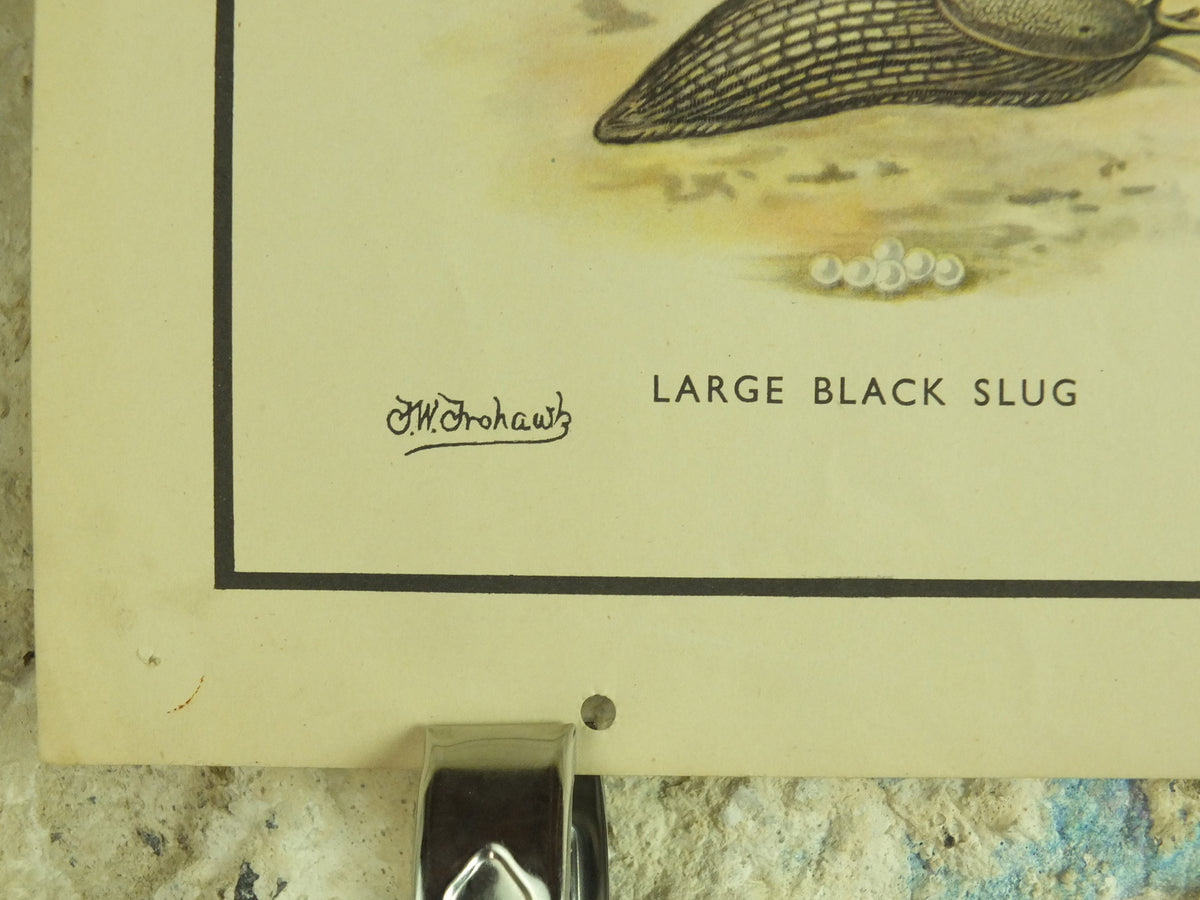 Original Vintage Macmillan Insects Nature Educational Poster Ladybird Fly Spider Slug Earwig Lacewing print wall art 1950s