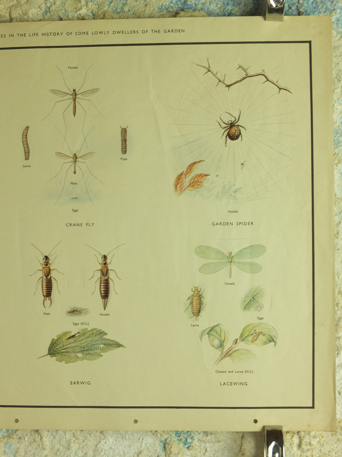 Original Vintage Macmillan Insects Nature Educational Poster Ladybird Fly Spider Slug Earwig Lacewing print wall art 1950s