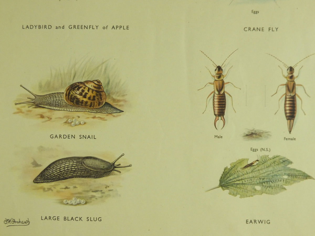 Original Vintage Macmillan Insects Nature Educational Poster Ladybird Fly Spider Slug Earwig Lacewing print wall art 1950s