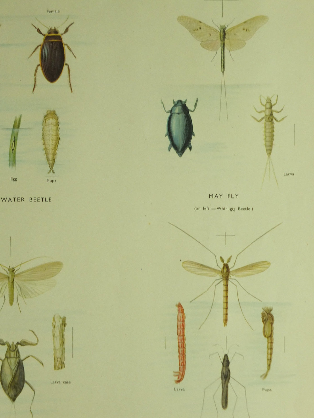 Original Vintage Macmillan Pond Insects Nature Educational Poster Dragonfly Water Beetle May Fly Gnat Caddis Fly print wall art 1950s