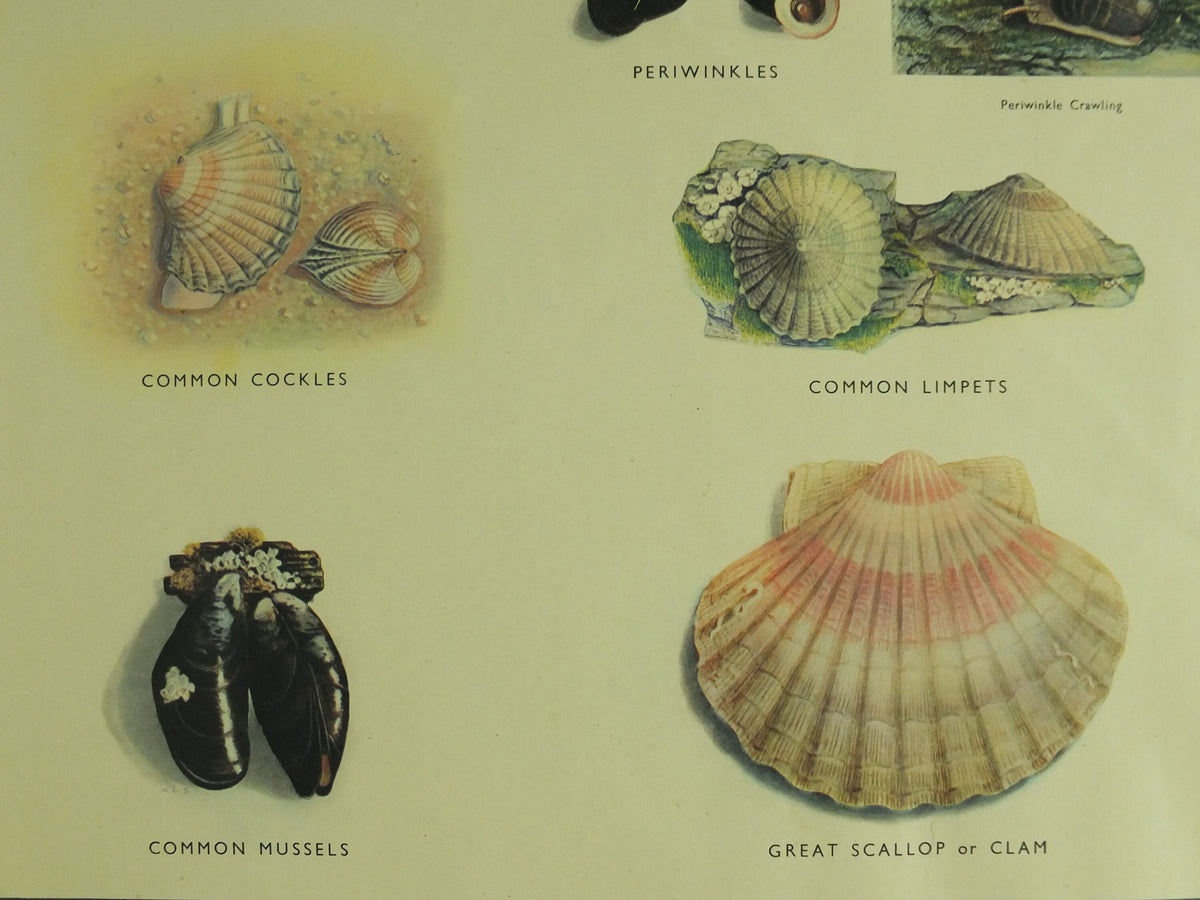 Original Vintage Macmillan Molluscs Nature Educational Poster Whelk Cockle Mussel Clam Limpet Oyster Razor print wall art Malacology 1950s