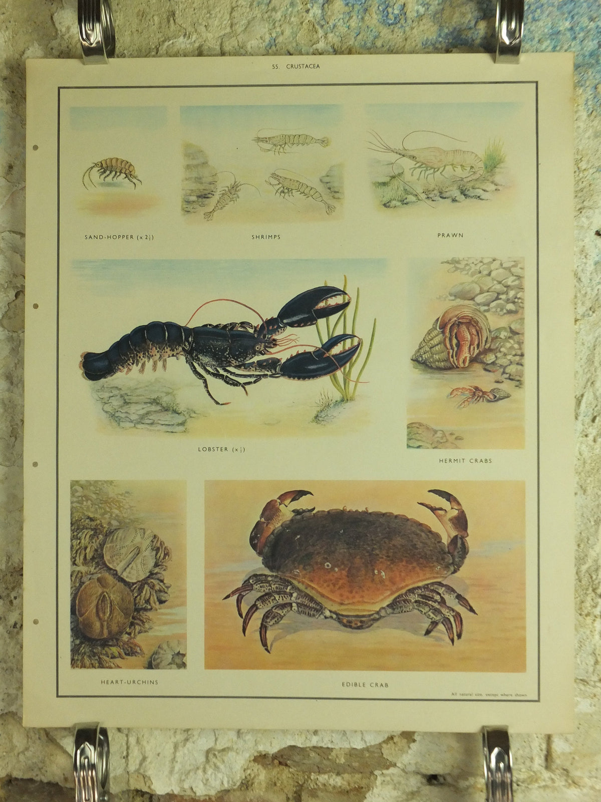 Original Vintage Macmillan Crustacea Nature Educational Poster Lobster Crab Urchin Prawn Shrimp Sandhopper print wall art Carcinology 1950s