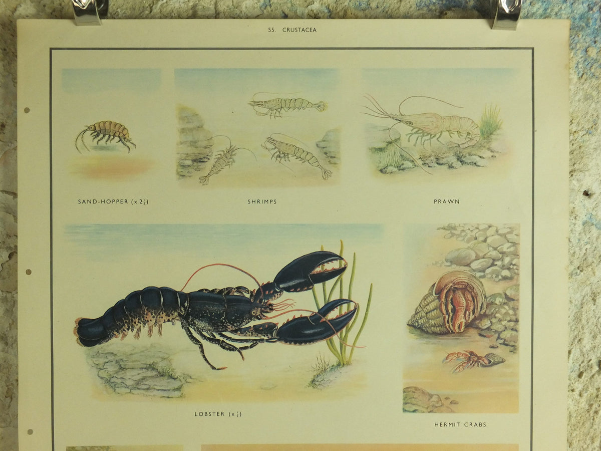Original Vintage Macmillan Crustacea Nature Educational Poster Lobster Crab Urchin Prawn Shrimp Sandhopper print wall art Carcinology 1950s