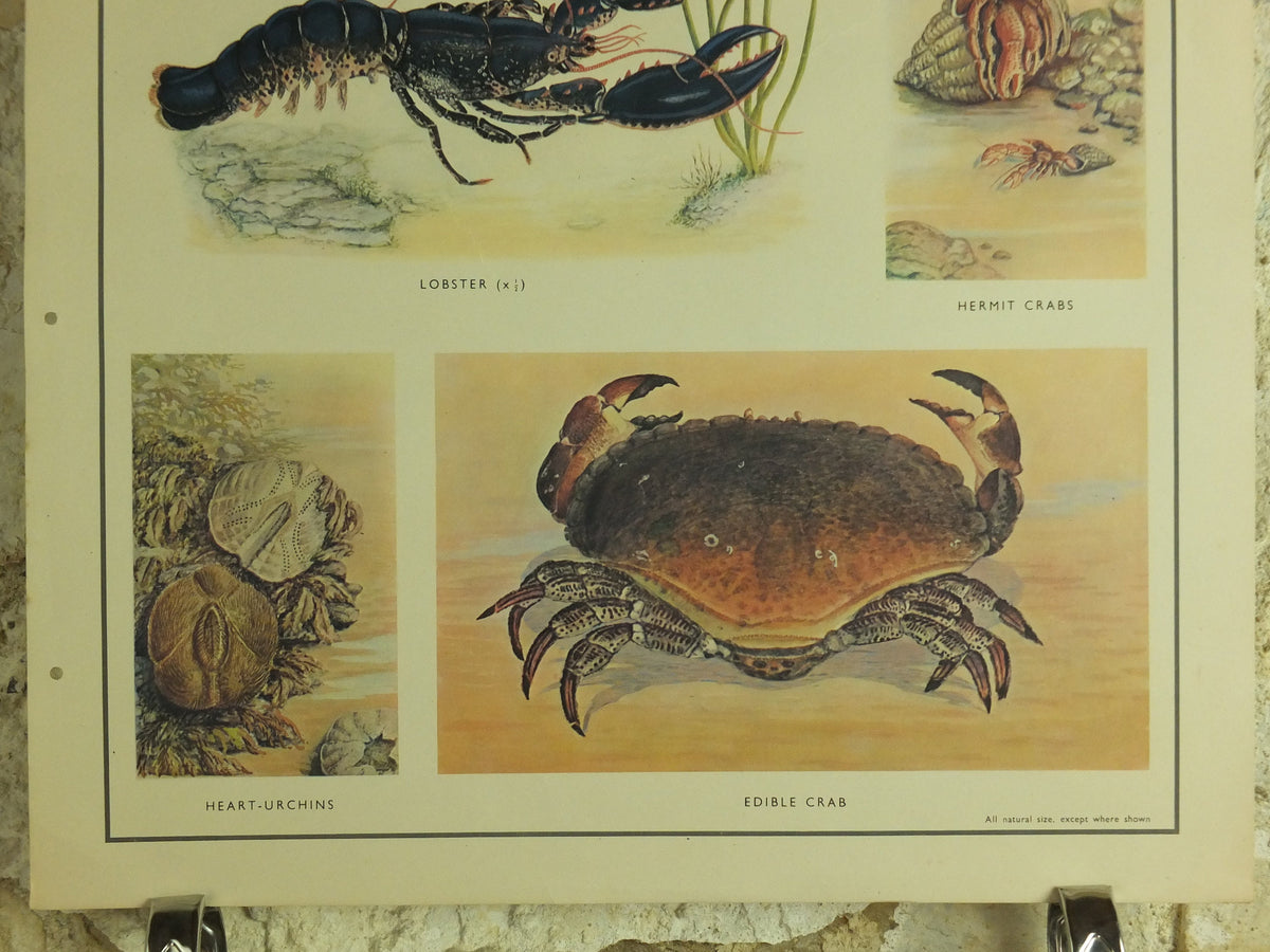 Original Vintage Macmillan Crustacea Nature Educational Poster Lobster Crab Urchin Prawn Shrimp Sandhopper print wall art Carcinology 1950s