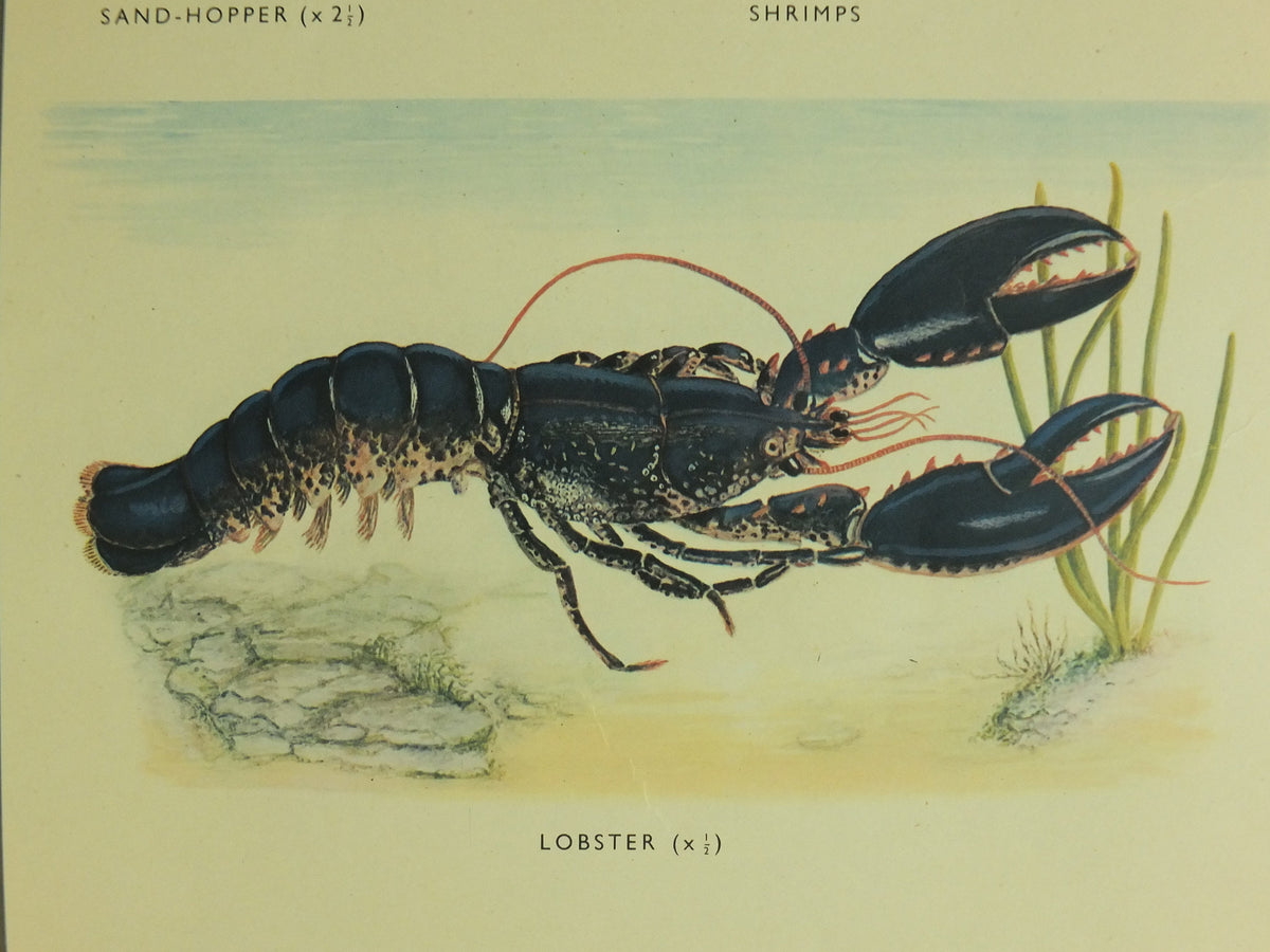 Original Vintage Macmillan Crustacea Nature Educational Poster Lobster Crab Urchin Prawn Shrimp Sandhopper print wall art Carcinology 1950s