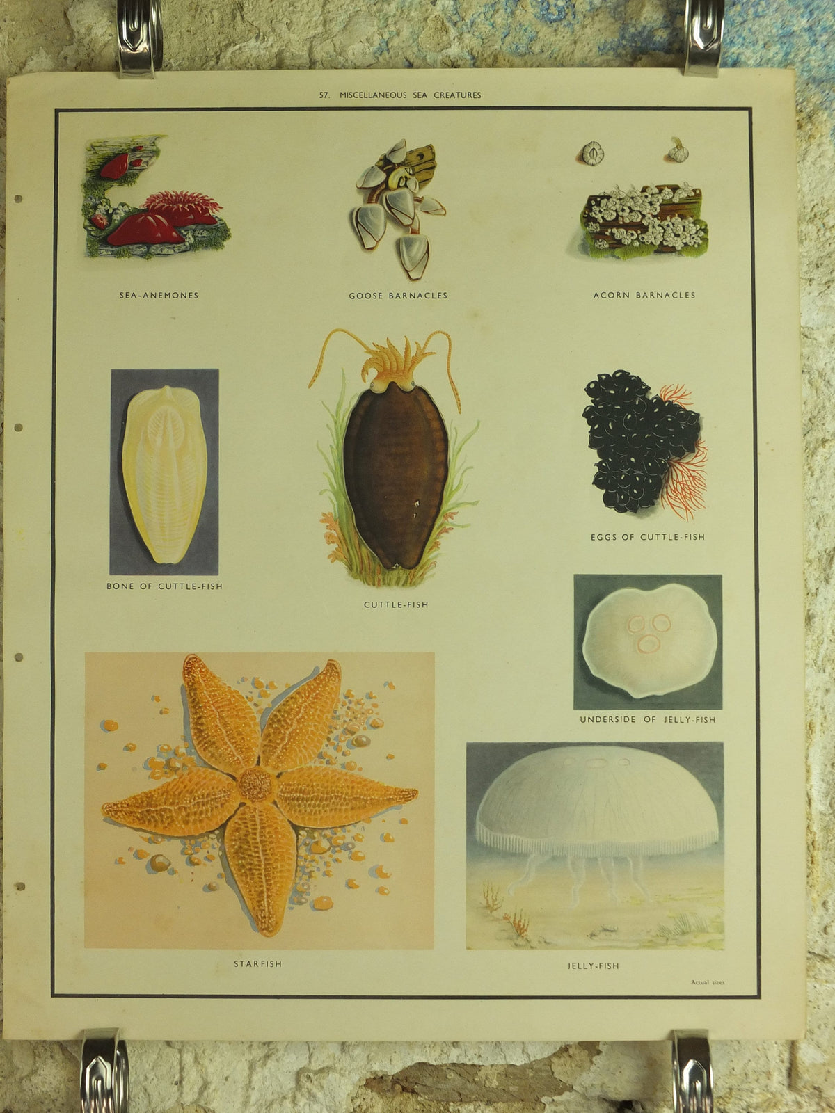 Original Vintage Macmillan Sea Creatures Nature Educational Poster Starfish Jellyfish Anenomes Cuttlefish print wall art 1950s