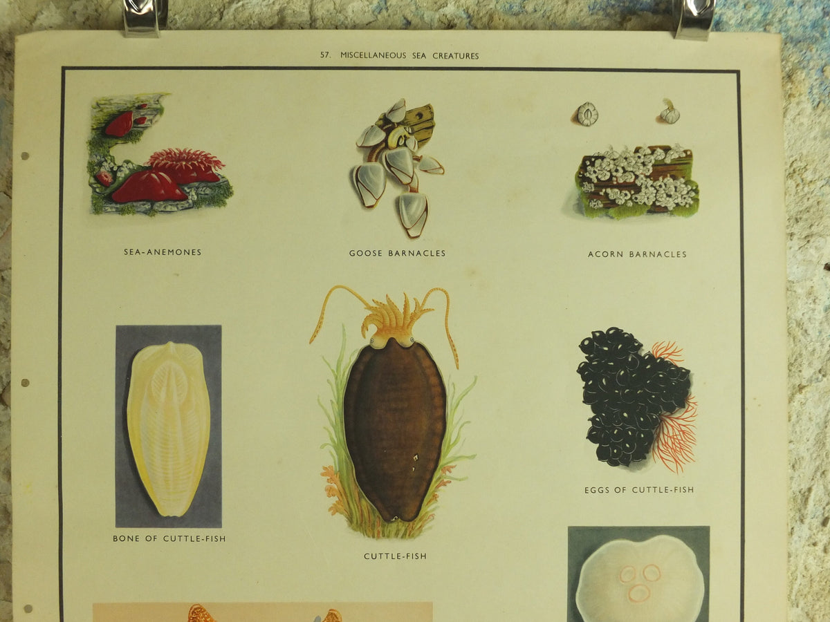 Original Vintage Macmillan Sea Creatures Nature Educational Poster Starfish Jellyfish Anenomes Cuttlefish print wall art 1950s