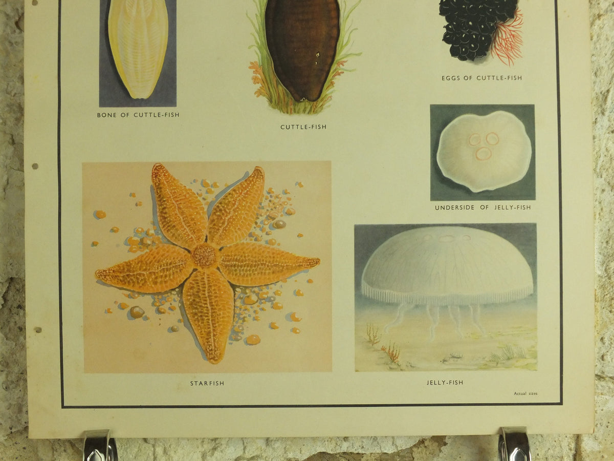 Original Vintage Macmillan Sea Creatures Nature Educational Poster Starfish Jellyfish Anenomes Cuttlefish print wall art 1950s