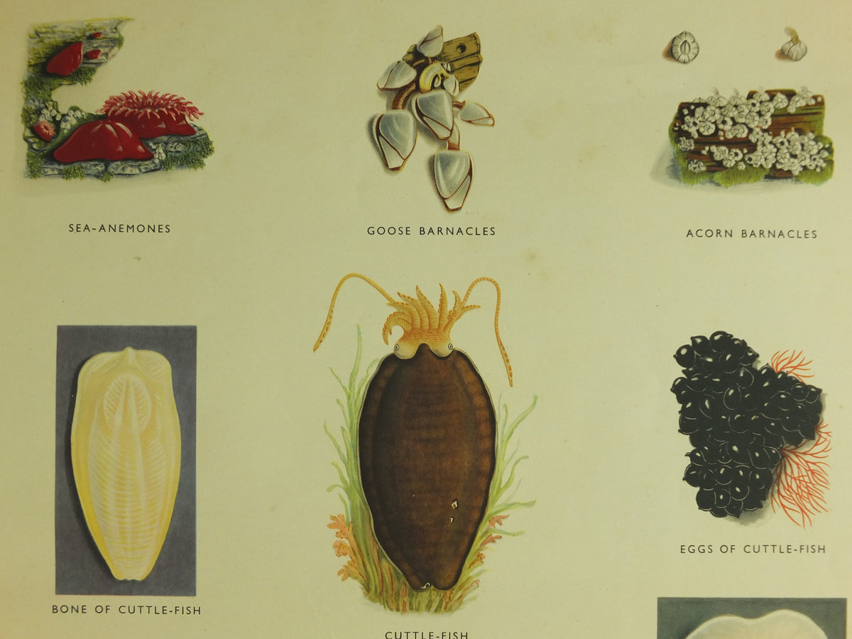 Original Vintage Macmillan Sea Creatures Nature Educational Poster Starfish Jellyfish Anenomes Cuttlefish print wall art 1950s