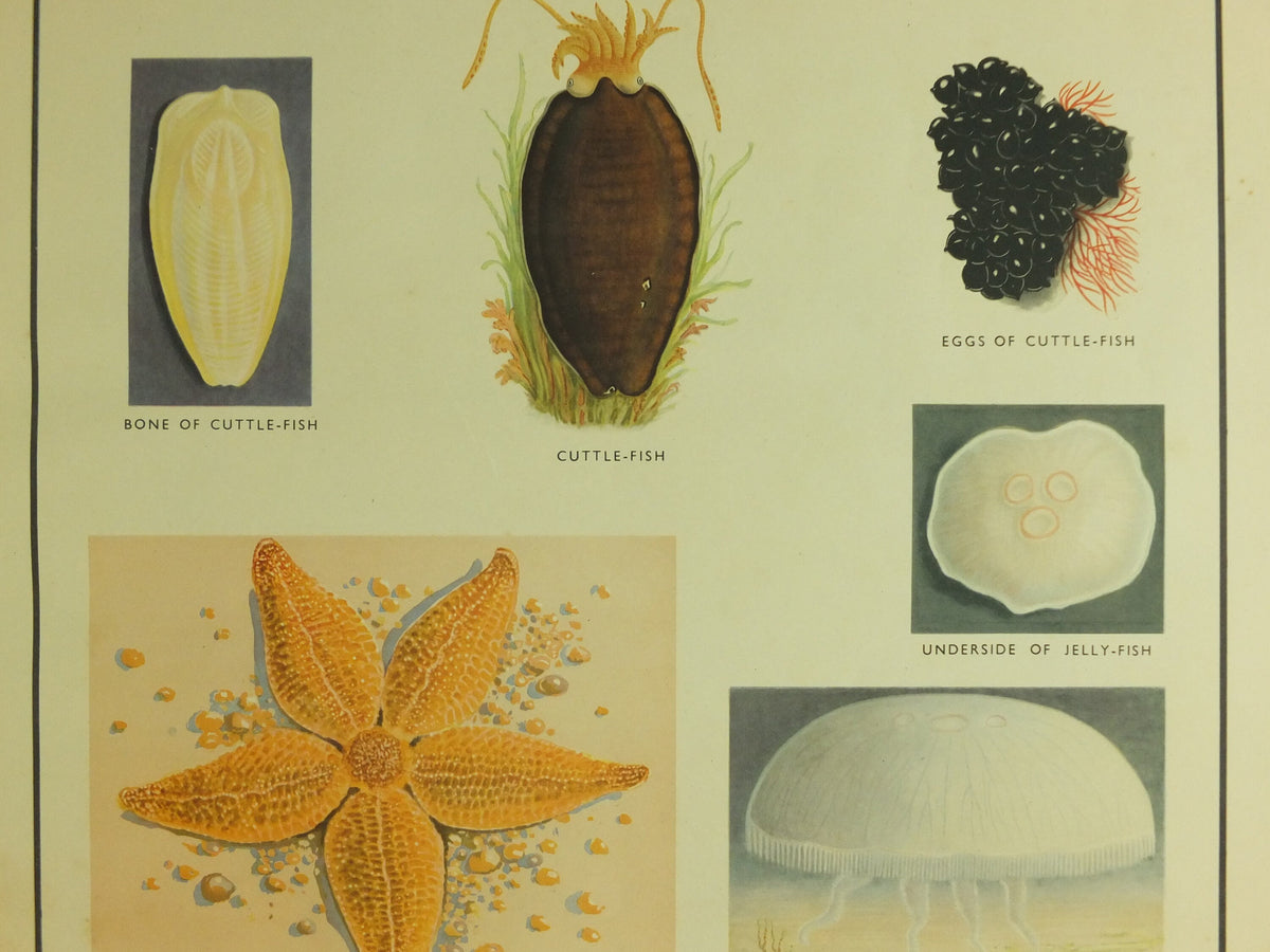 Original Vintage Macmillan Sea Creatures Nature Educational Poster Starfish Jellyfish Anenomes Cuttlefish print wall art 1950s