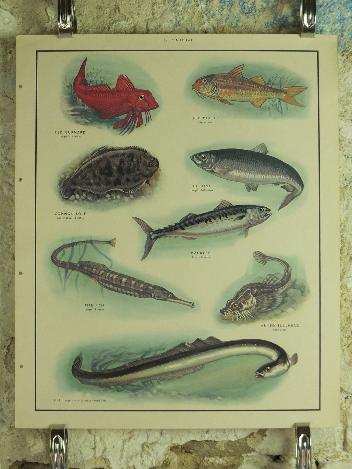 Original Vintage Macmillan Sea Fish Nature Educational Poster Gurnard Mullet Sole Herring Mackeral Eel Pipe Ichthyology print wall art 1950s