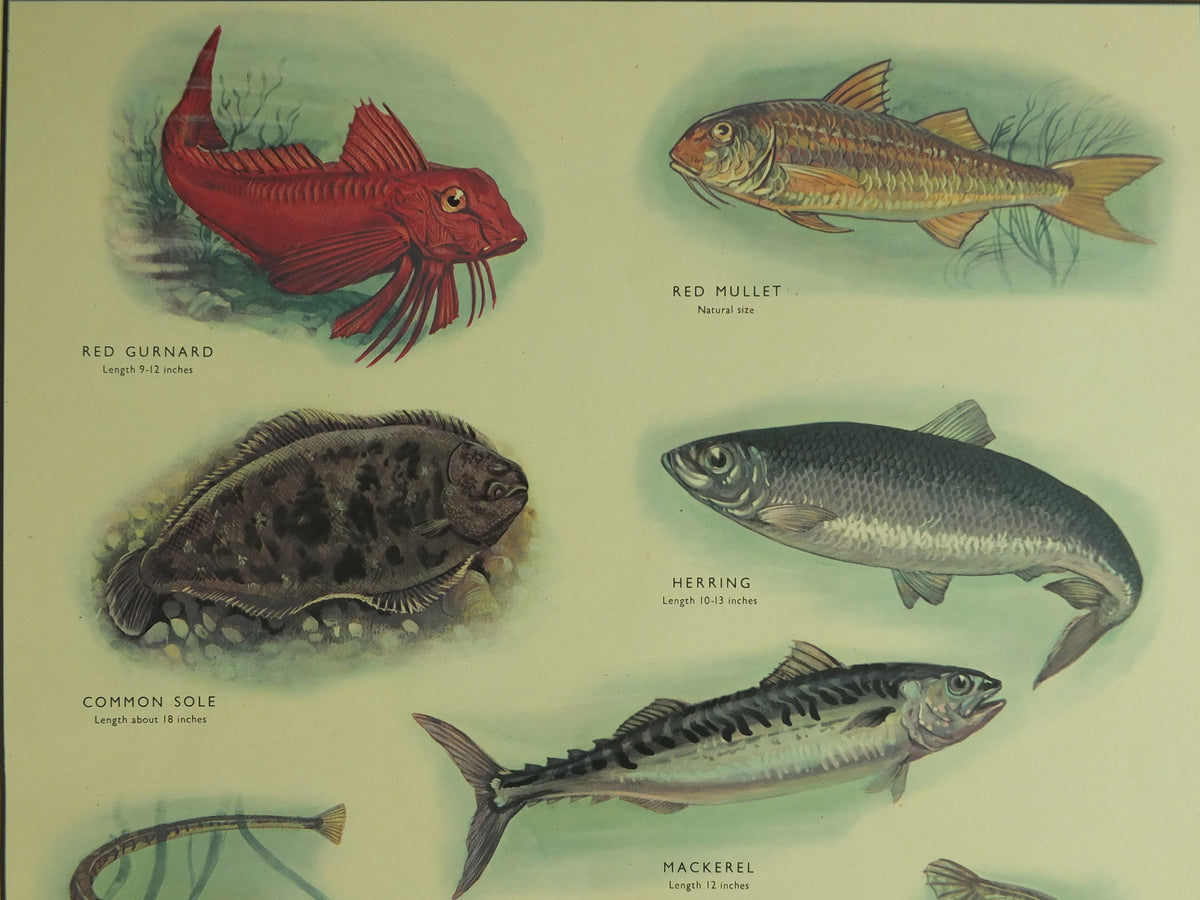 Original Vintage Macmillan Sea Fish Nature Educational Poster Gurnard Mullet Sole Herring Mackeral Eel Pipe Ichthyology print wall art 1950s