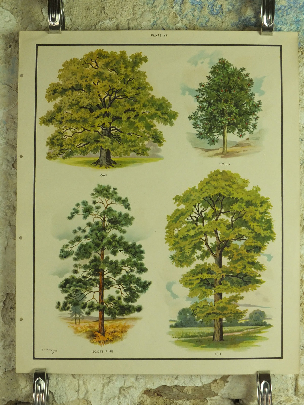 Original Vintage British Trees Macmillan Educational Poster Oak Holly Scots Pine Elm flora nature plant print wall art botanical 1950s