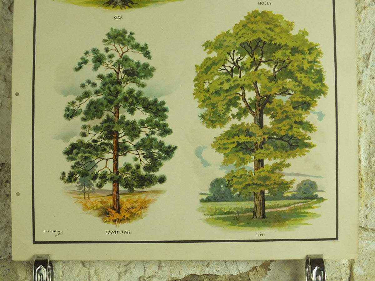 Original Vintage British Trees Macmillan Educational Poster Oak Holly Scots Pine Elm flora nature plant print wall art botanical 1950s