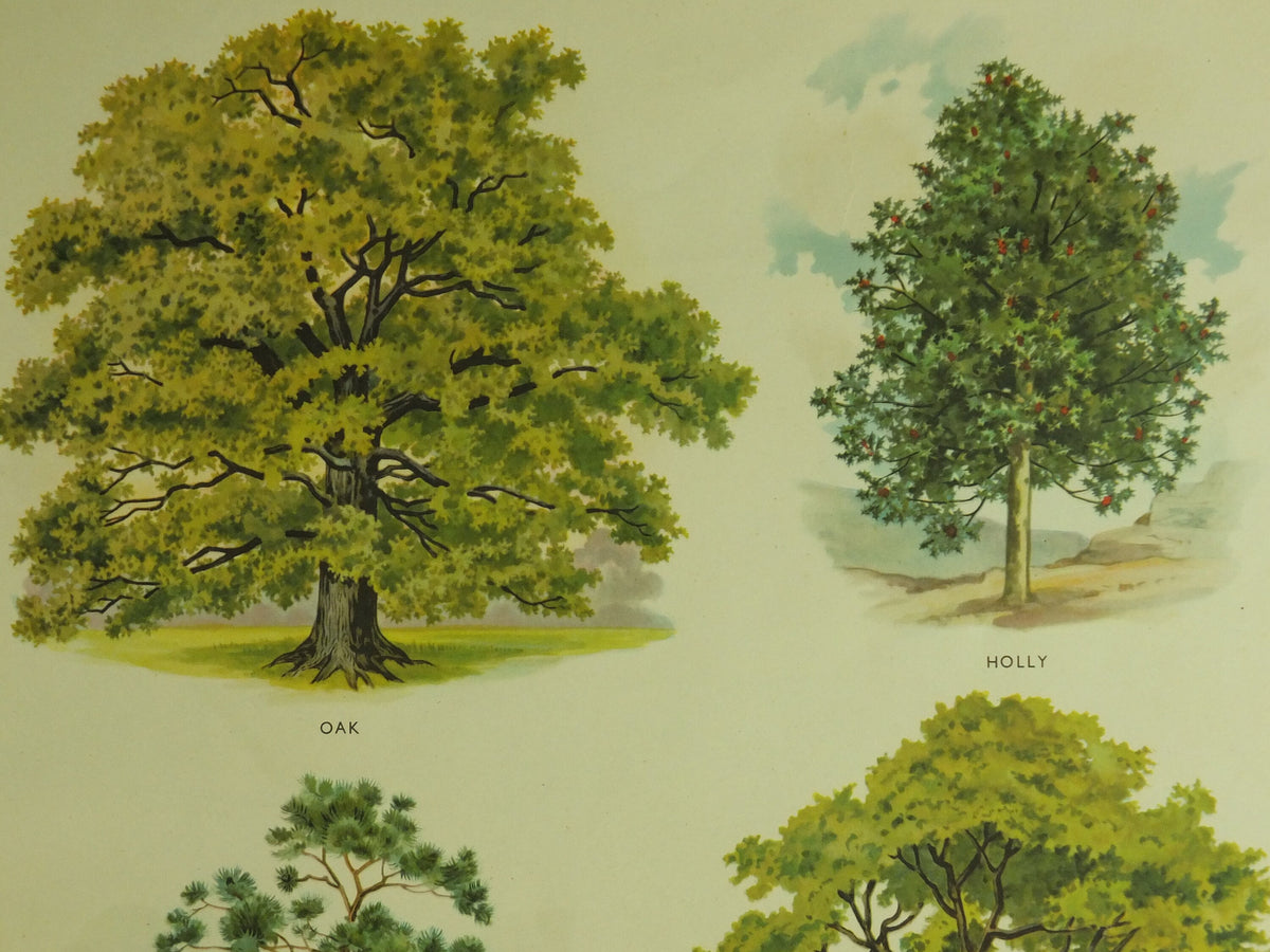 Original Vintage British Trees Macmillan Educational Poster Oak Holly Scots Pine Elm flora nature plant print wall art botanical 1950s