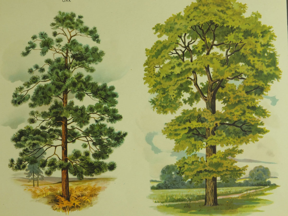Original Vintage British Trees Macmillan Educational Poster Oak Holly Scots Pine Elm flora nature plant print wall art botanical 1950s