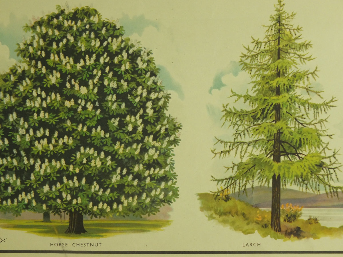 Original Vintage British Trees Macmillan Educational Poster Beech Sycamore Horse Chestnut Larch flora nature print wall art botanical 1950s