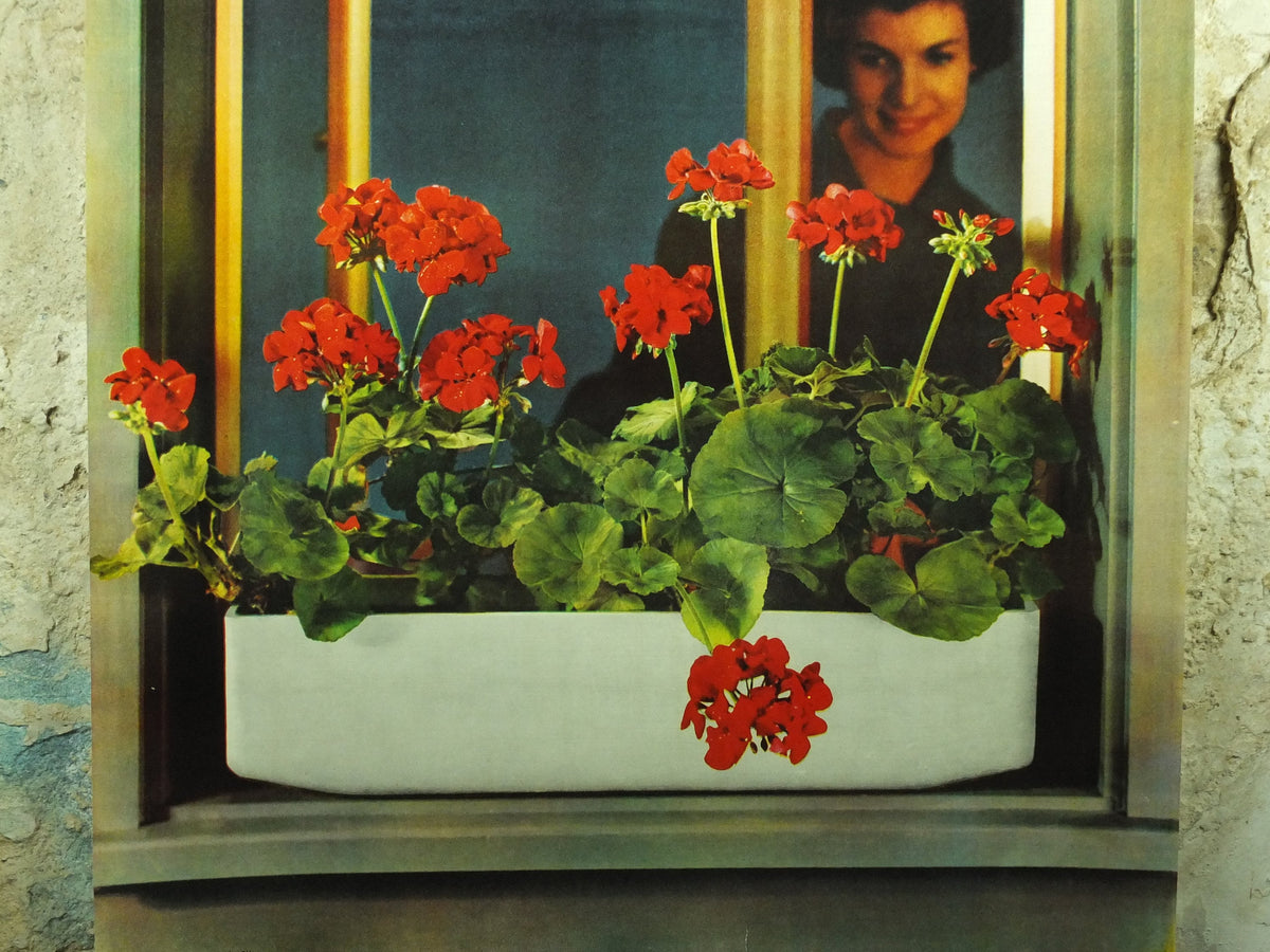 Vintage Eternity Geranium Flower Box Poster, Eternit Caissettes a Fleurs brand, pelagonium, 1959 advertising poster, , wall art retro 1950s