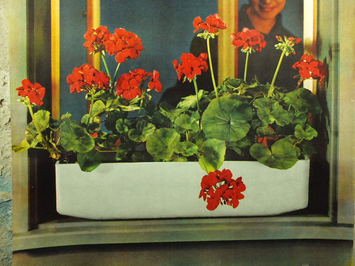 Vintage Eternity Geranium Flower Box Poster, Eternit Caissettes a Fleurs brand, pelagonium, 1959 advertising poster, , wall art retro 1950s