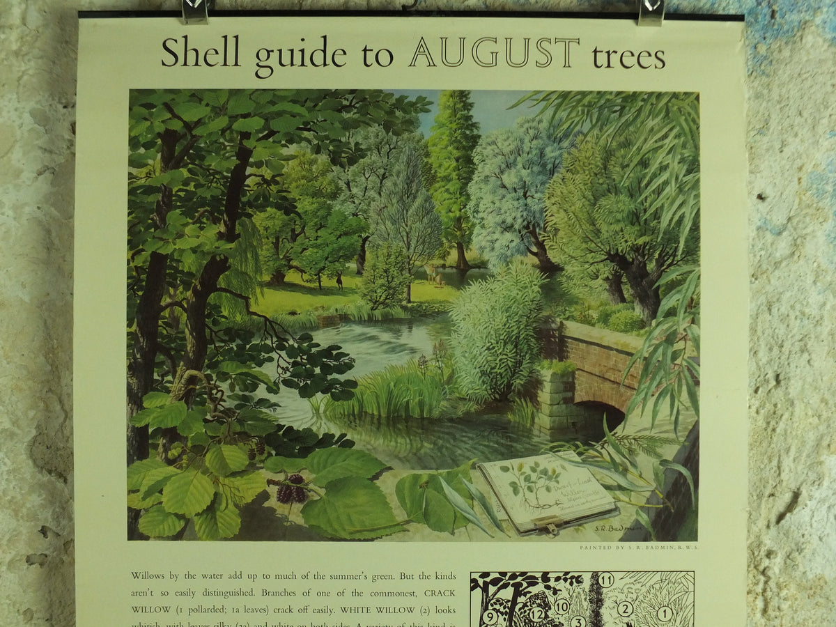 Vintage Shell Guide to August Trees Poster, botanical school education wall art by S.R. Badmin 1950s