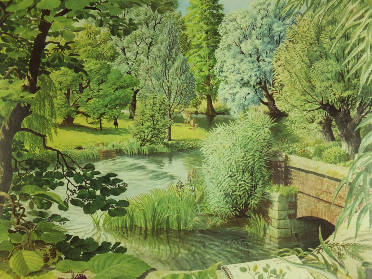 Vintage Shell Guide to August Trees Poster, botanical school education wall art by S.R. Badmin 1950s