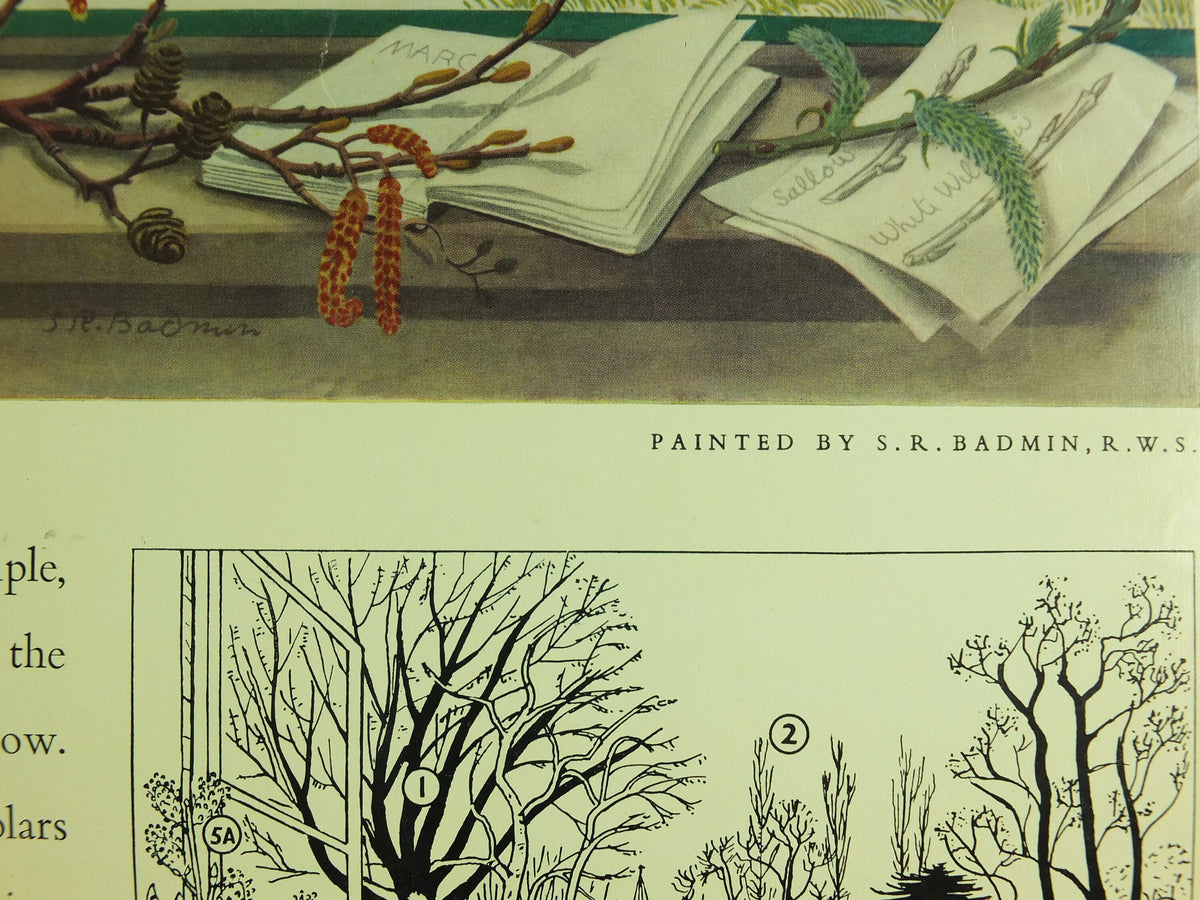 Vintage Shell Guide to March Trees Poster, botanical school education wall art by S.R. Badmin 1950s