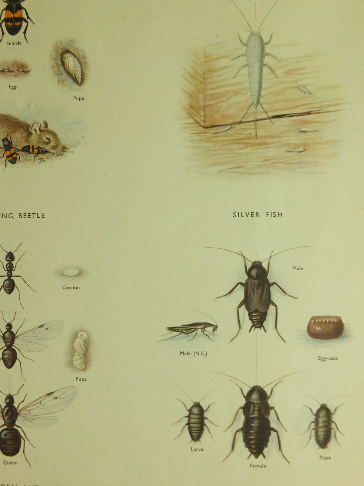Original Vintage Macmillan Beetles Nature Educational Poster House fly silver fish house cricket ant cockroach print wall art 1950s