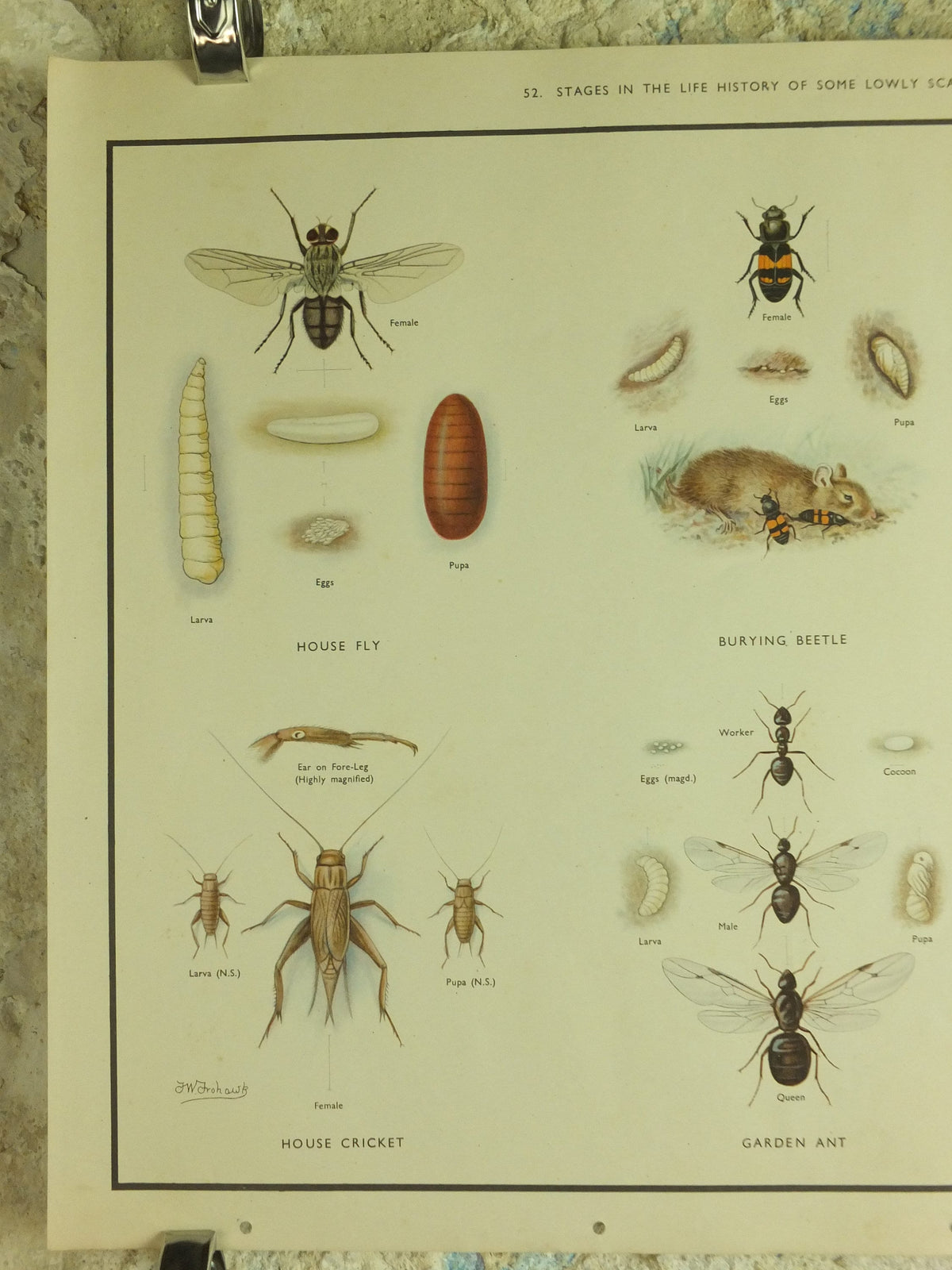 Original Vintage Macmillan Beetles Nature Educational Poster House fly silver fish house cricket ant cockroach print wall art 1950s