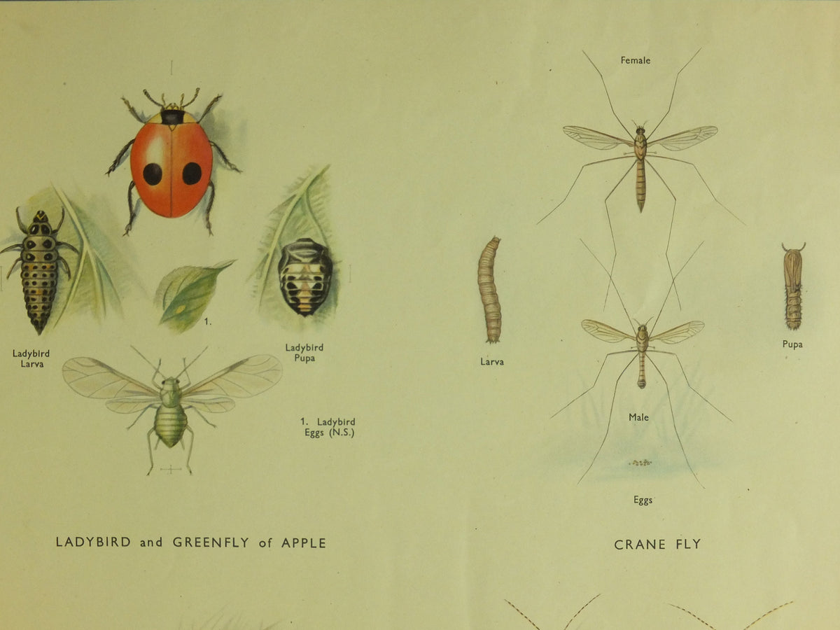 Original Vintage Macmillan Insects Nature Educational Poster Ladybird Fly Spider Slug Earwig Lacewing print wall art 1950s