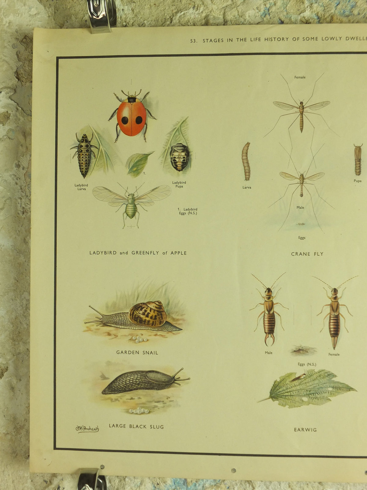 Original Vintage Macmillan Insects Nature Educational Poster Ladybird Fly Spider Slug Earwig Lacewing print wall art 1950s