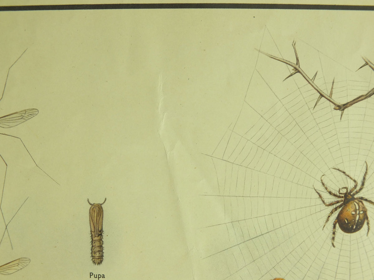 Original Vintage Macmillan Insects Nature Educational Poster Ladybird Fly Spider Slug Earwig Lacewing print wall art 1950s
