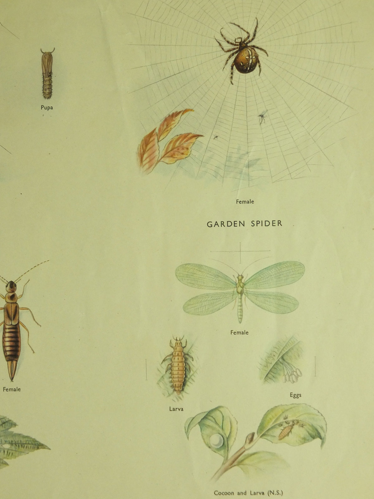 Original Vintage Macmillan Insects Nature Educational Poster Ladybird Fly Spider Slug Earwig Lacewing print wall art 1950s