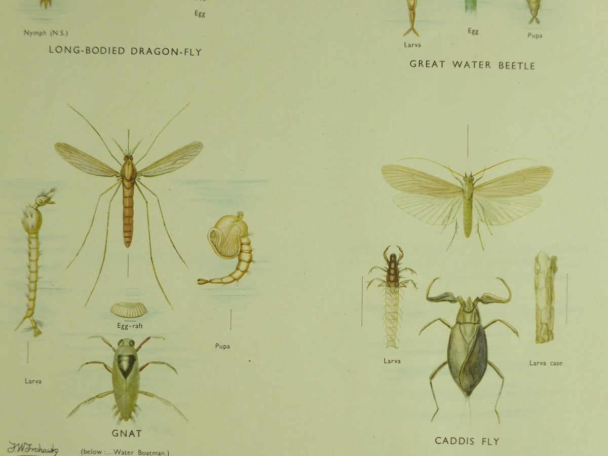 Original Vintage Macmillan Pond Insects Nature Educational Poster Dragonfly Water Beetle May Fly Gnat Caddis Fly print wall art 1950s